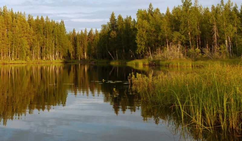 Heinikkoista järven rantaan ja rantametsää ilta-auringossa.