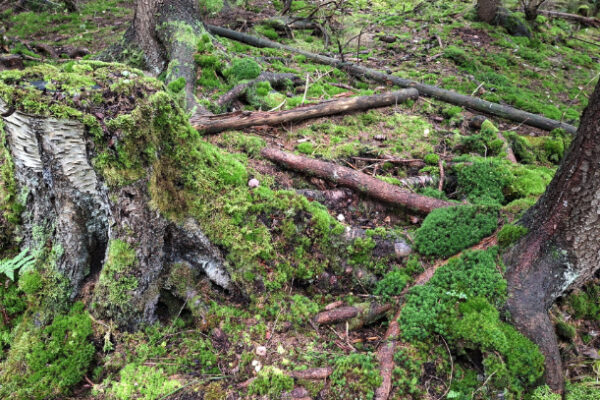 Lahoava koivun kanto ja sammaleista metsän pohjaa.