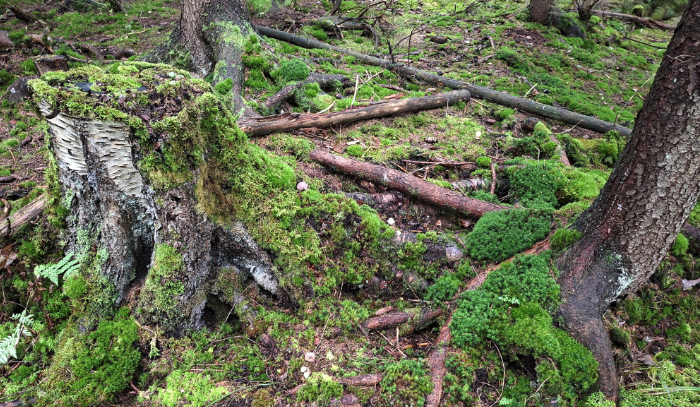 Lahoava koivun kanto ja sammaleista metsän pohjaa.