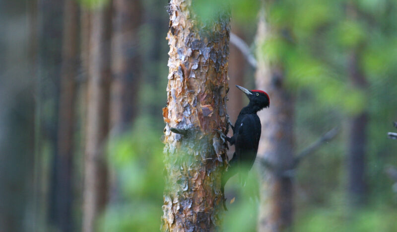 Palokärki männyn rungolla.