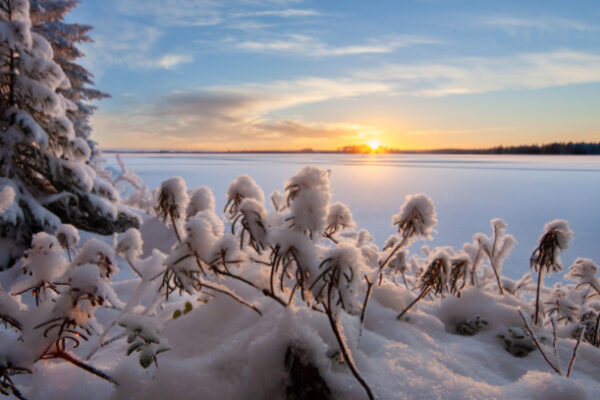 Aurinko laskee lumen ja jään peittämän järven takana. Etualalla lumen osittain peittämiä suopursuja.