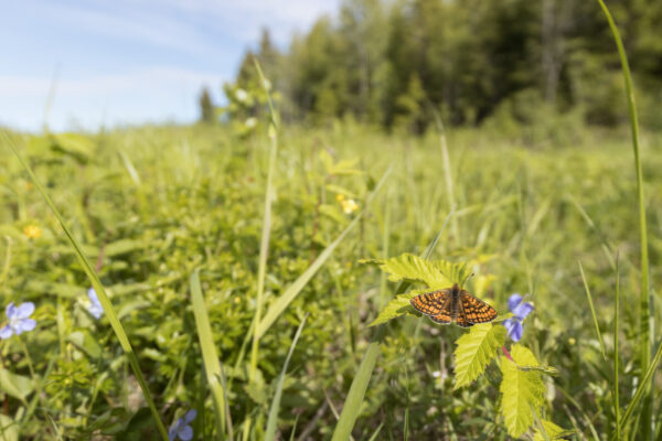 Heiniä, niittykasveja ja oranssi perhonen, kaukana taustalla metsää ja sinitaivasta.