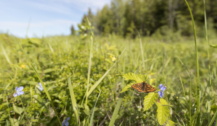 Heiniä, niittykasveja ja oranssi perhonen, kaukana taustalla metsää ja sinitaivasta.