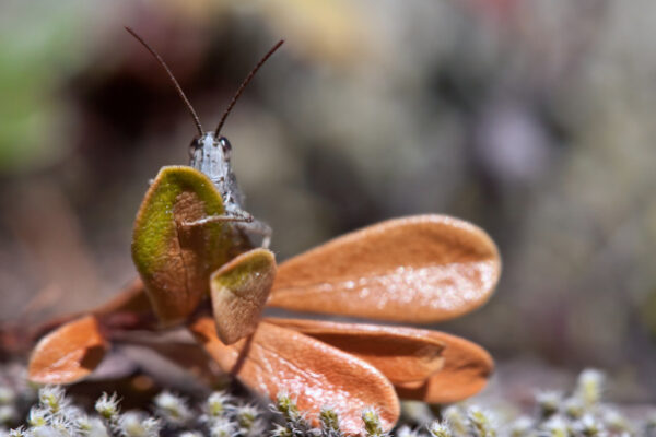 Heinäsirkka kurkistaa puolukan lehden takaa.
